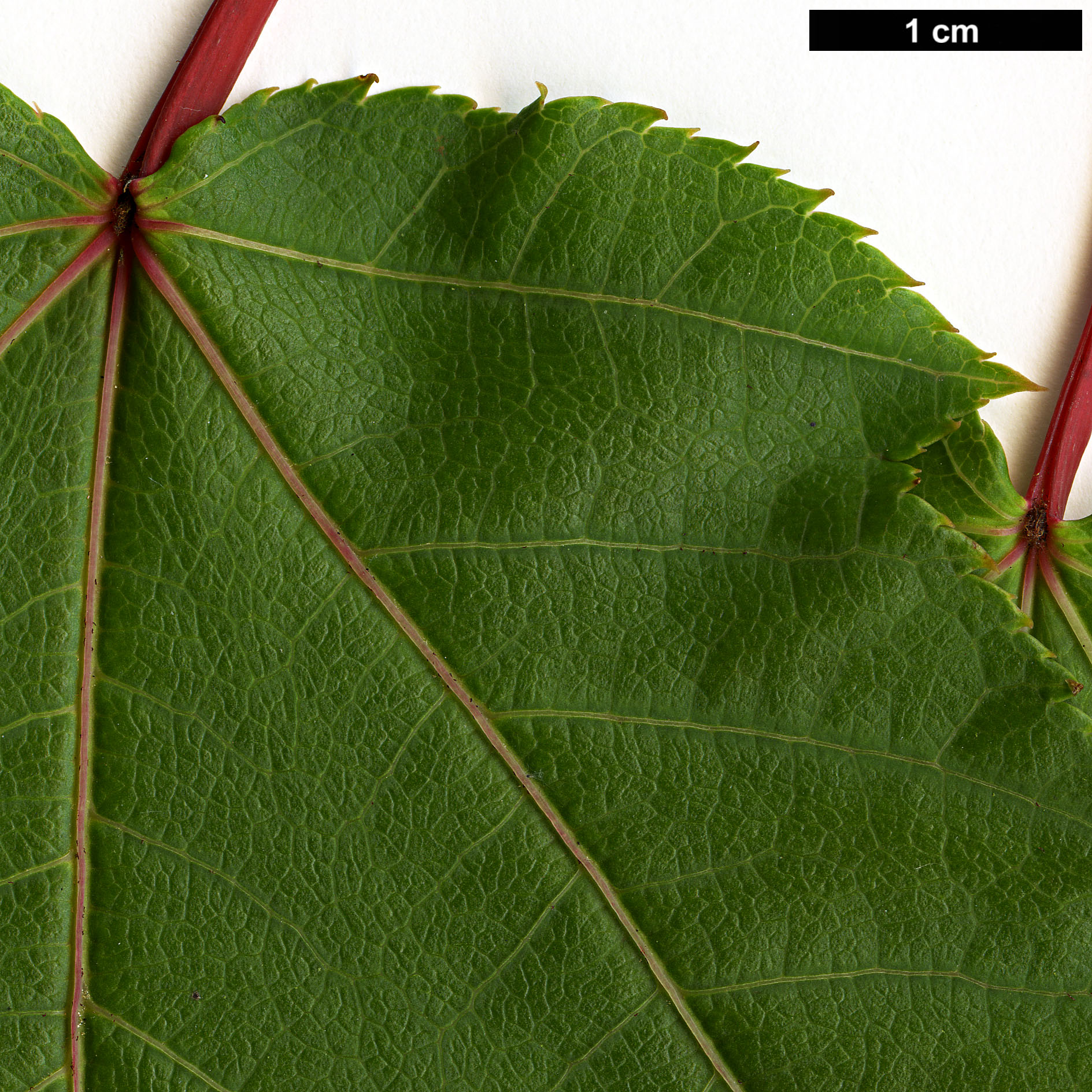 High resolution image: Family: Sapindaceae - Genus: Acer - Taxon: aff. pectinatum